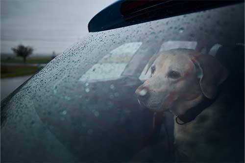 Los perros con depreción