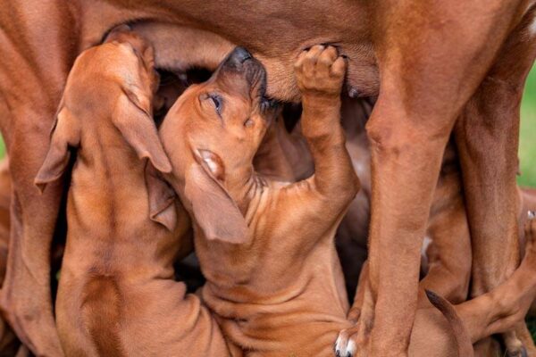 apariencia del Perro crestado rodesiano