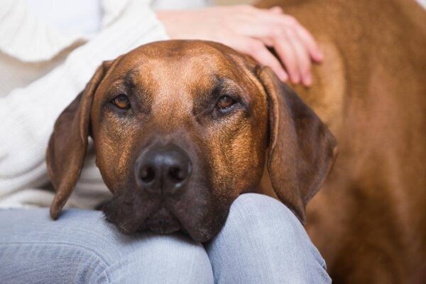 cómo cuidar un Perro crestado rodesiano