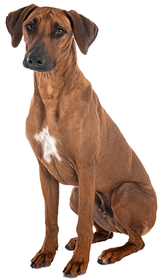 Perro crestado rodesiano