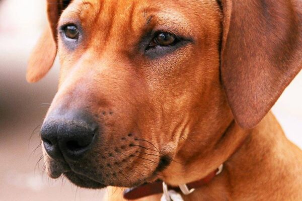 origen del Perro crestado rodesiano