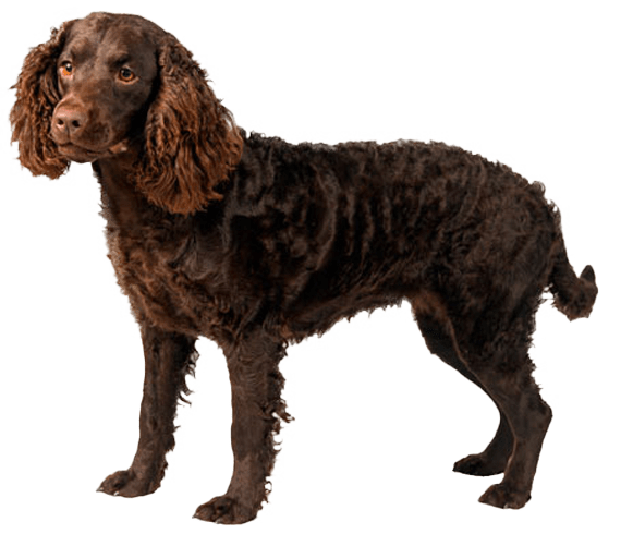 Perro de agua americano