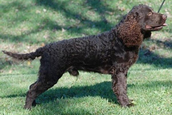 Qué es un Perro de agua americano
