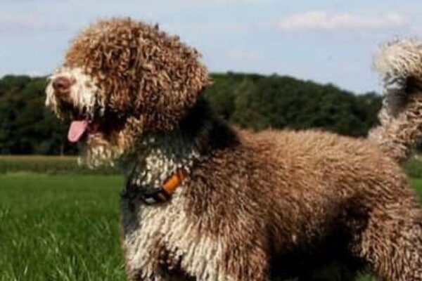Perro de agua español