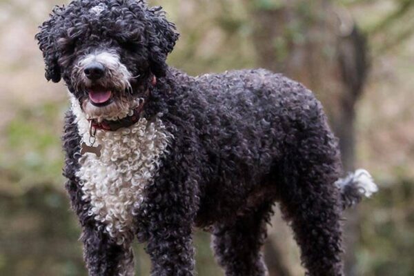 cuidados del Perro de agua español