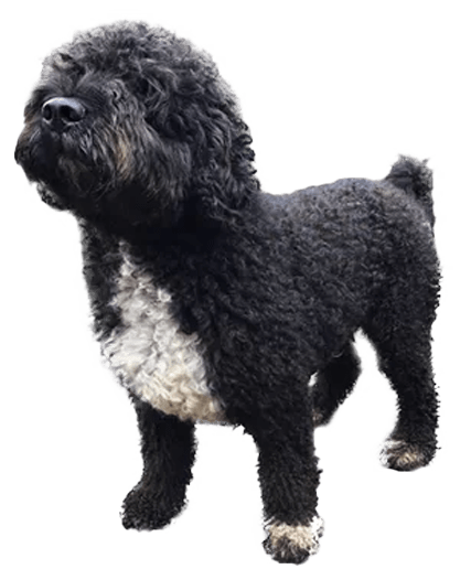 Perro de agua español