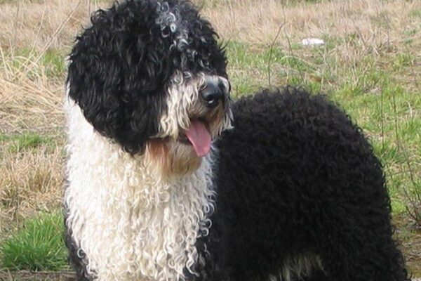 caracteristicas del Perro de agua español