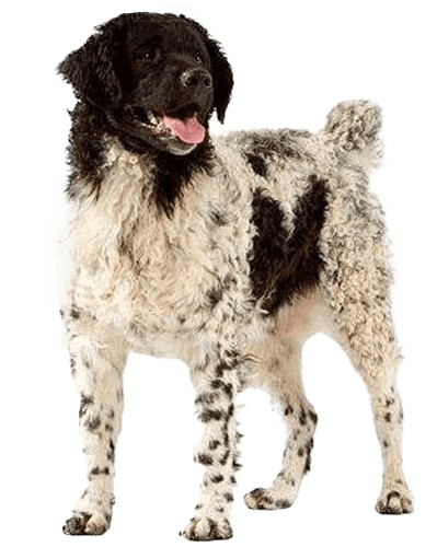 Perro de agua frisón