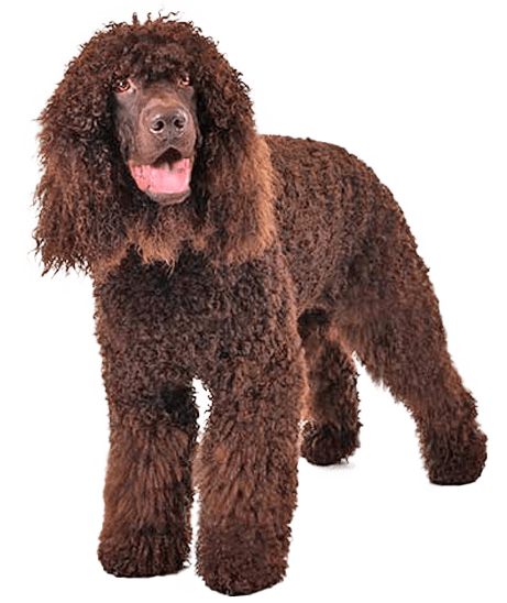 Perro de agua irlandés