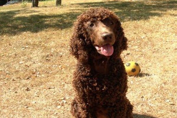 ventajas y desventajas del Perro de agua irlandés