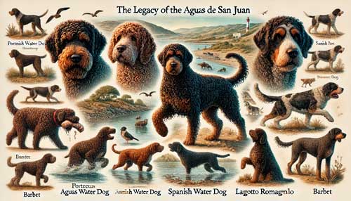Perro de aguas de San Juan su historia