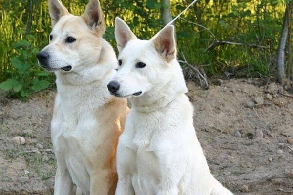 aspecto del Perro de Canaán