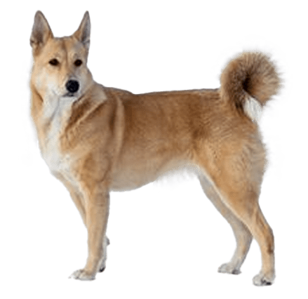 Perro de Canaán
