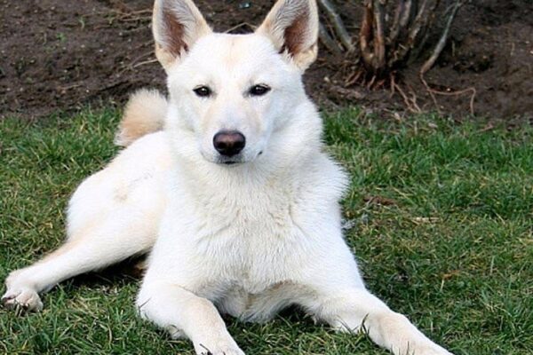 por qué es especial el Perro de Canaán
