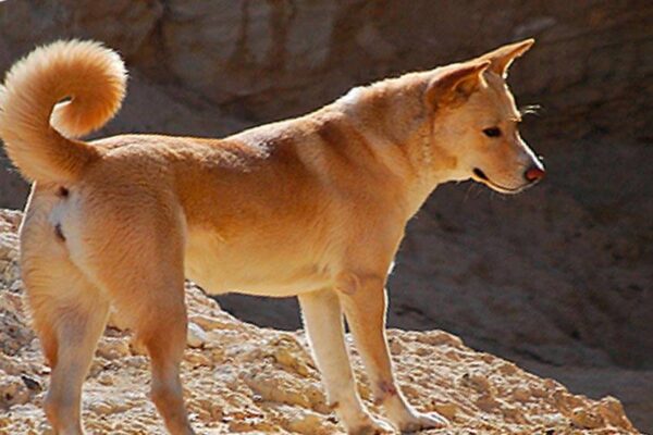 personalidad del Perro de Canaán