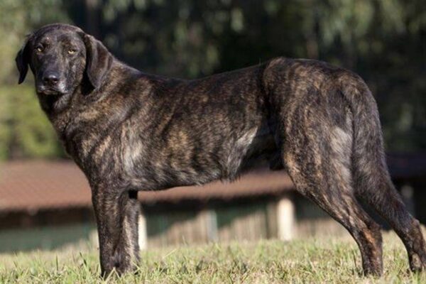 Perro de Castro Laboreiro