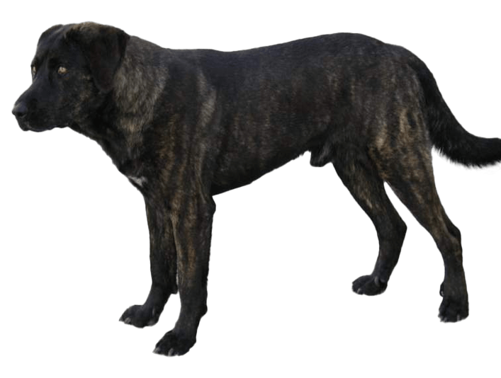 Perro de Castro Laboreiro