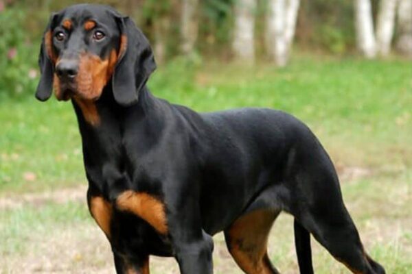 cuidados de la raza de Perro de caza polaco