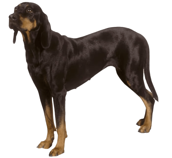 Perro de caza polaco