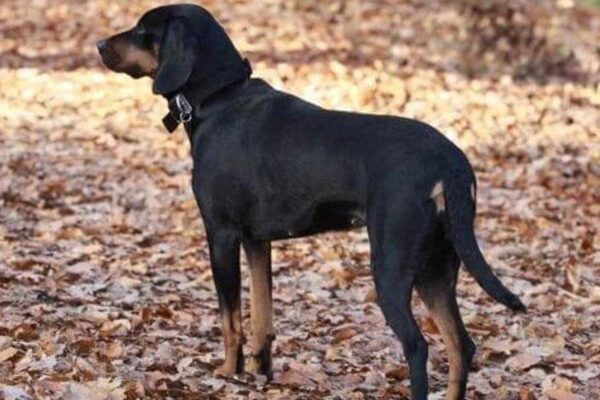 temperamento de la raza de Perro de caza polaco