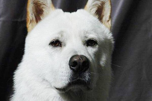 caracteristicas del Perro de Chindo