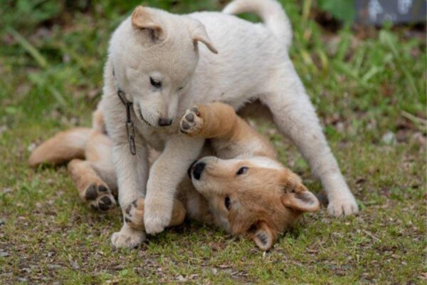 cuidados del Perro de Chindo