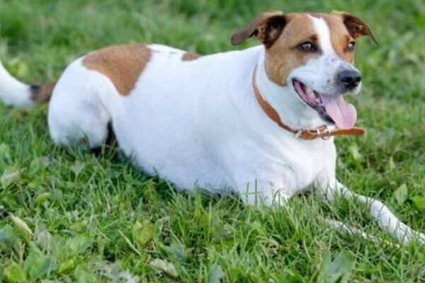 Perro de granja danés y sueco