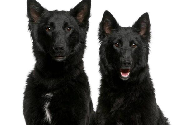 Perro de Groenlandia