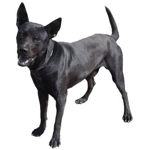 Perro de montaña de Formosa