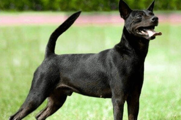 estandar del Perro de montaña de Formosa