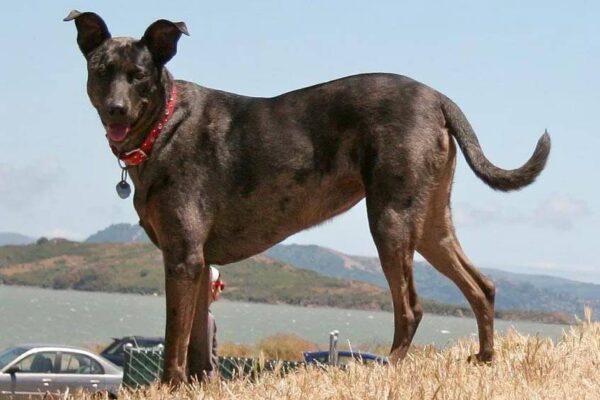 descripción del Perro de montaña de Formosa