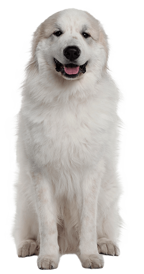 Perro de montaña de los Pirineos
