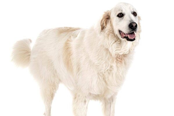 Cuanto mide el Perro de montaña de los Pirineos