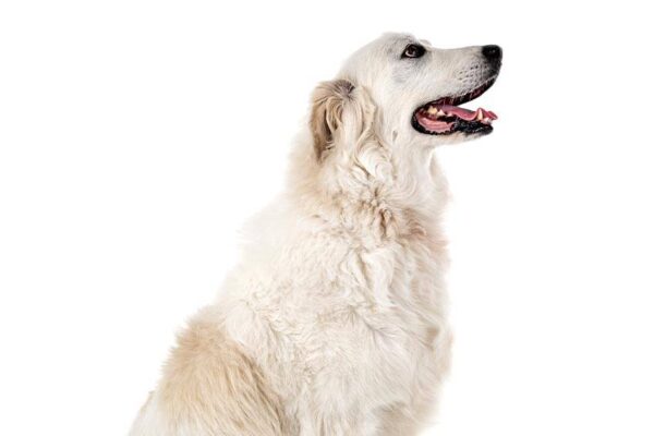 es bueno con los niños el Perro de montaña de los Pirineos