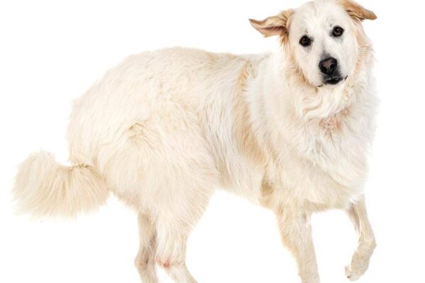 de donde procede el Perro de montaña de los Pirineos