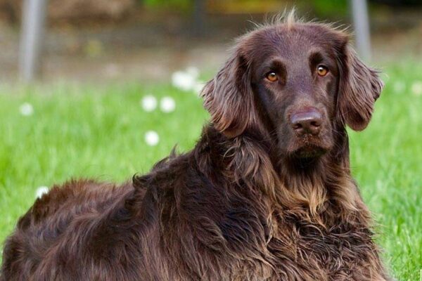 Perro de muestra alemán de pelo largo