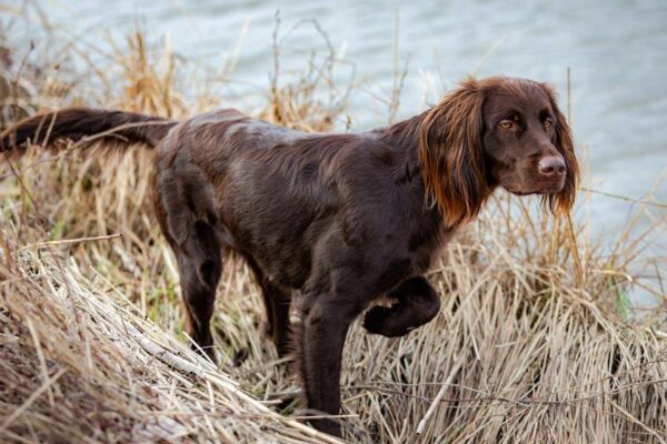 Cuidados del Perro de muestra alemán de pelo largo