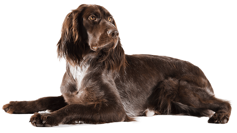 Perro de muestra alemán de pelo largo