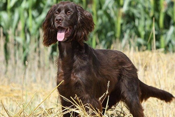 origen del Perro de muestra alemán de pelo largo