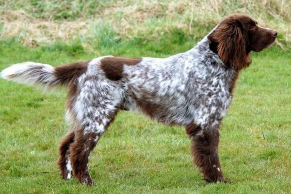 temperamento del Perro de muestra alemán de pelo largo