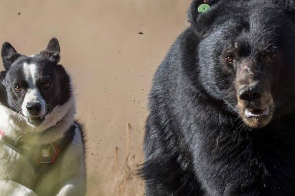 comportamiento del Perro de osos de Carelia