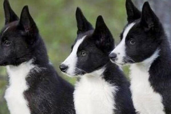 Cuidados y aseo Perro de osos de Carelia