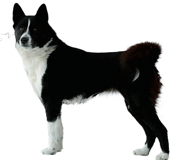 Perro de osos de Carelia