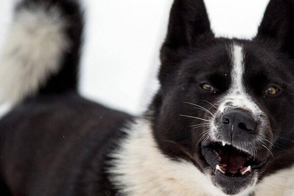 origen del Perro de osos de Carelia
