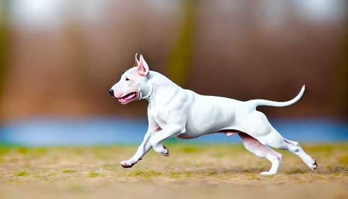 Perro de Pelea Cordobés la importancia