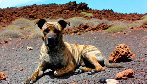 Perro de Presa Majorero no reconocimiento