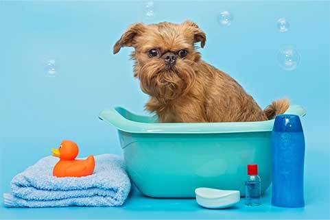 baño de perro