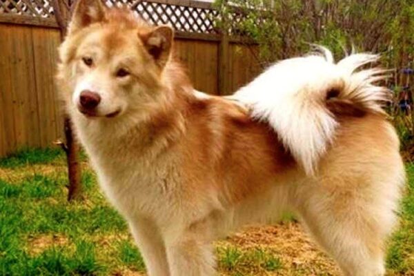 origen de la raza de Perro esquimal canadiense