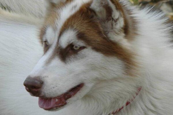 temperamento de la raza de Perro esquimal canadiense