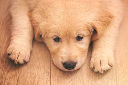 perrito fatal